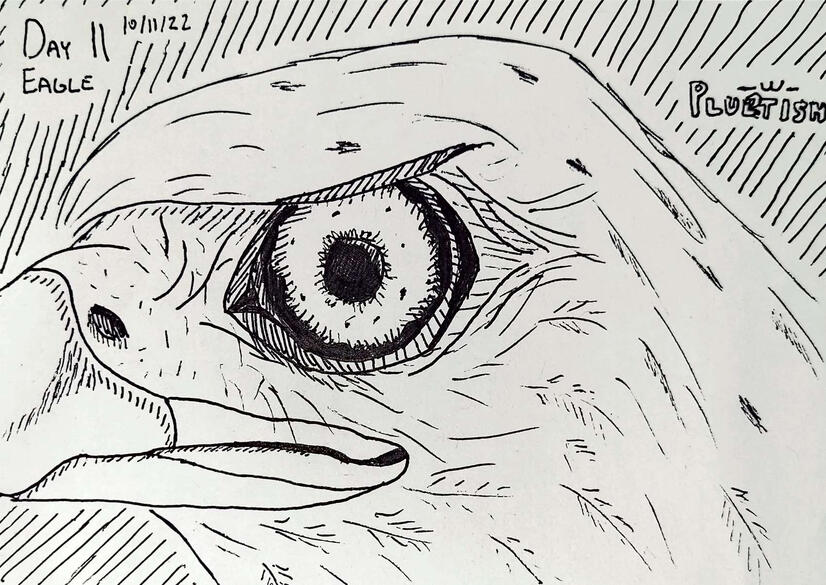Day 11 | Eagle